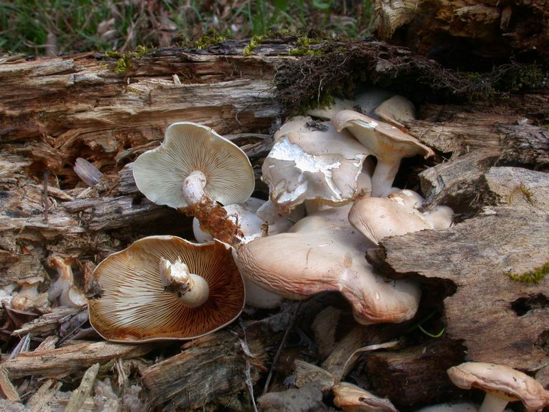 Ossicaulis lignatilis